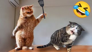 Funny Animals 2023: Cats, Dogs, and Non-Stop Laughter! 😺🐶 #138