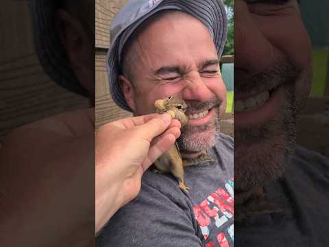 Chipmunk Soap Opera