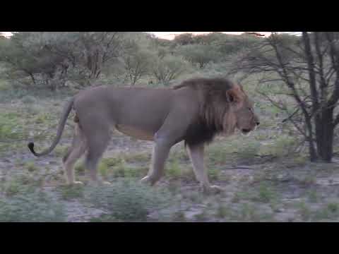 Woman Love Lion King Music Savanna Beautiful Pop 1