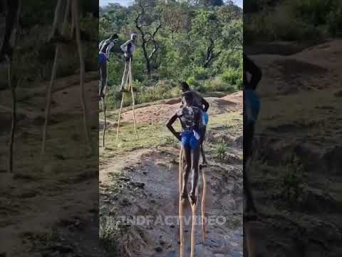 Walking on 10-Foot Tall Stilts A Unique Tradition for Safety and Survival #Ethiopian #science #facts