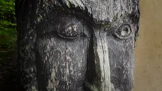 1000 Jahre und viel mehr - eine alte Eiche erzählt die Geschichte des Landkreises Gießen
