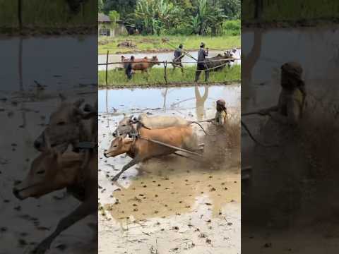 Pacu Jawi Tradisi Budaya Tanah Datar (Minangkabau) #pacujawi #sapi #tradisional #sumaterabarat