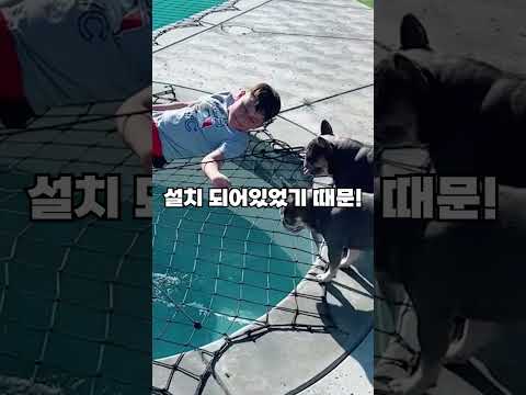 초전도체 강아지
