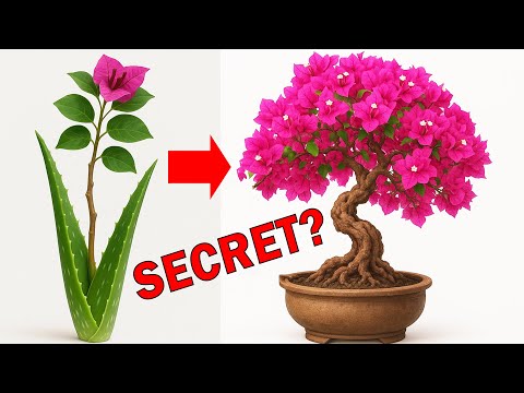 Best Time to Boost Flower Growth for Year Round Bloom  Gardening Tips for All Seasons
