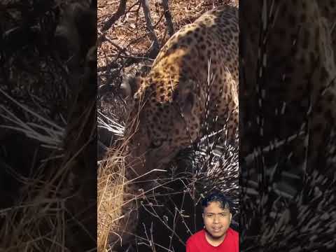 🫣🫣😳😱owww #shortvideo #short #shortsfeed