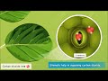 Photosynthesis Concepts and Processes