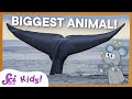 Blue Whales and Their Fascinating Features