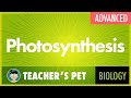 Exploring the Mechanisms of Photosynthesis