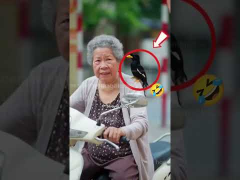 👉 Không Phải Công An… Con Sáo Mới Là Nhân Vật Chính! 🤣