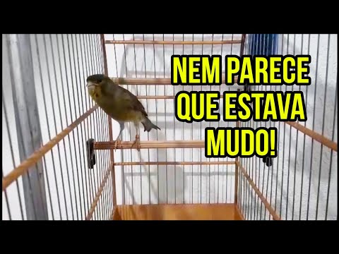 Canario rouco recuperando a voz