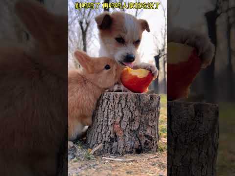 Stop whining or they will eat it up. Cute Pet Debut Plan Dog Golden Sun Original