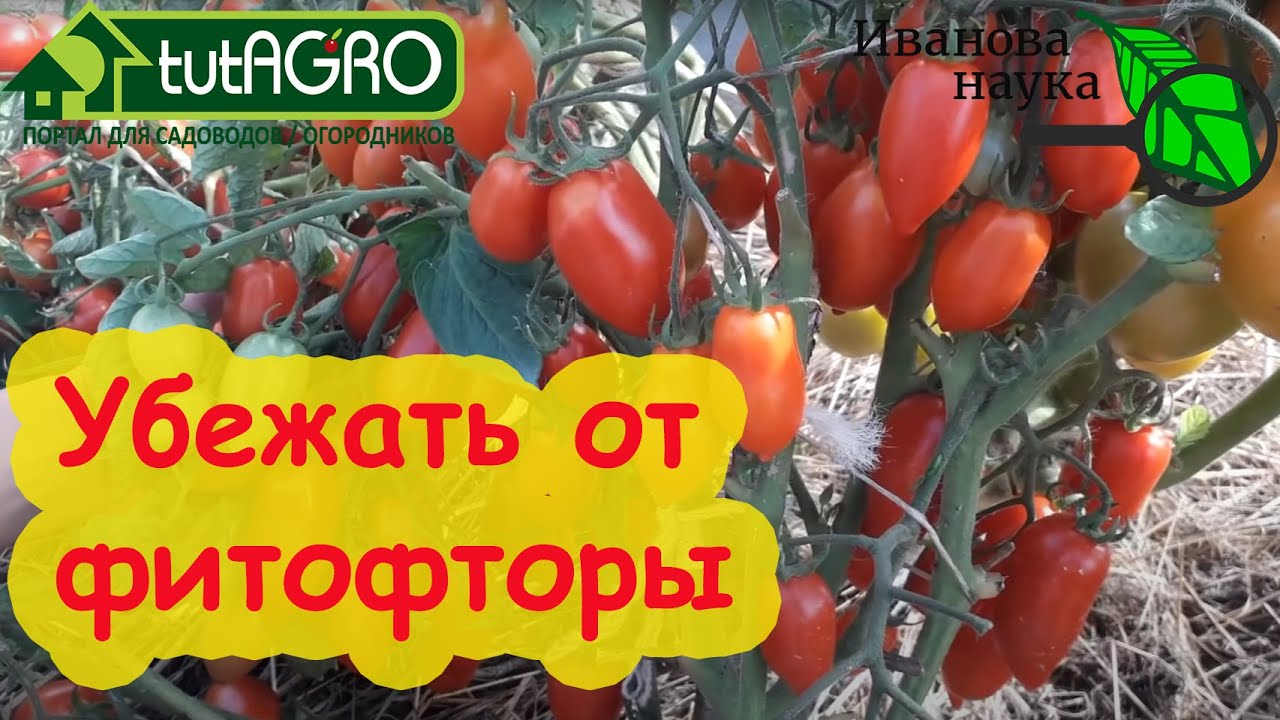 Ранняя уборка томатов в 2023 году в ог: почему я это рекомендую? Как убежать от фитофторы?