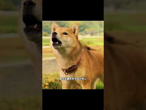 母犬は必死に子供を守っているが、自分があと7日しか生きられないことを知らない。#映画紹介 #映画 #shorts