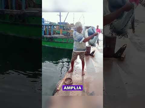 Using your feet to crush crabs to catch big fish#animals  #Friendship #Us #fyp #fish #fishing