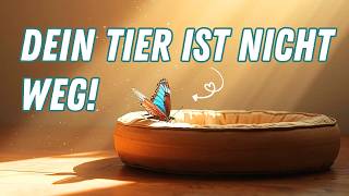 6 Zeichen, dass dein verstorbenes Haustier noch bei dir ist