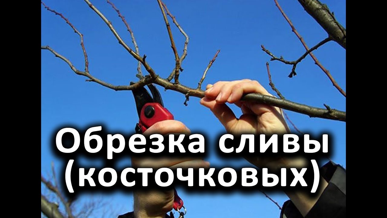 Как правильно обрезать сливу (косточковые?