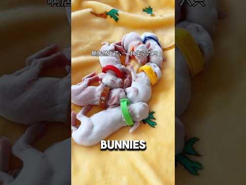 Man Accidentally Brought Home 58 Baby Bunnies❤️#bunny #rabbit #cute