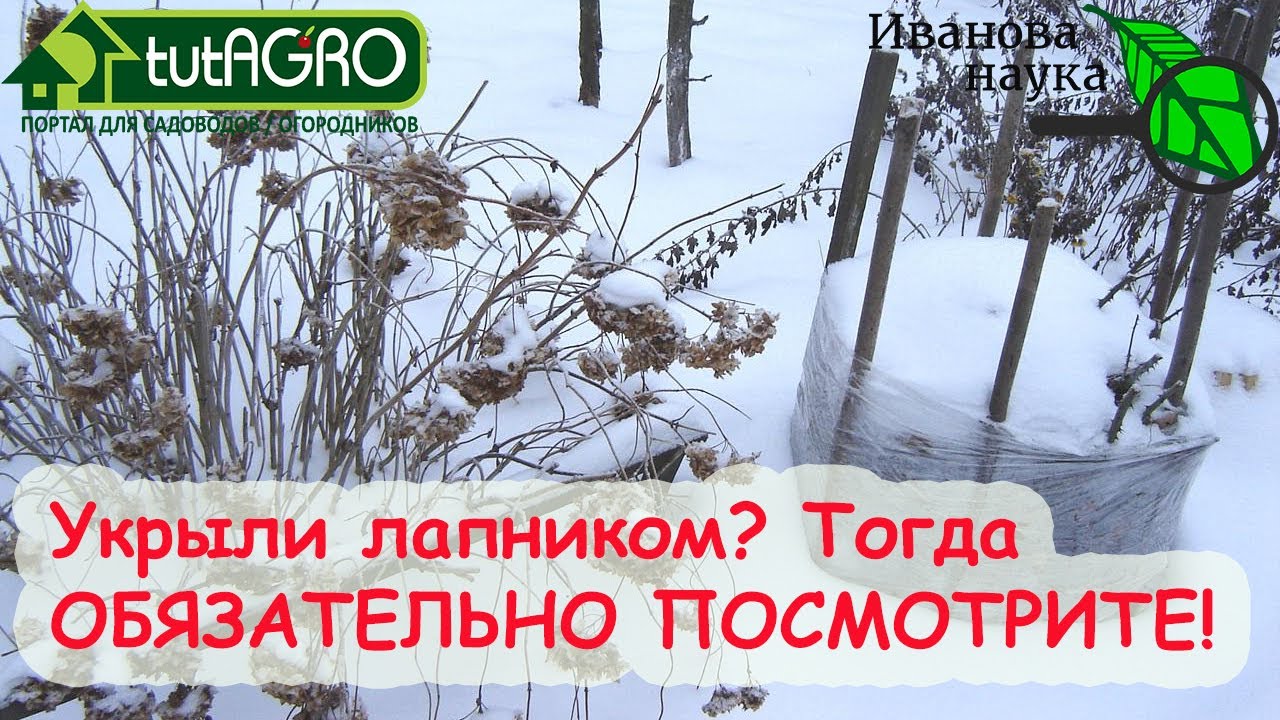 Укрывали лапником розы, чеснок, землянику и остальное? Это видео для вас!