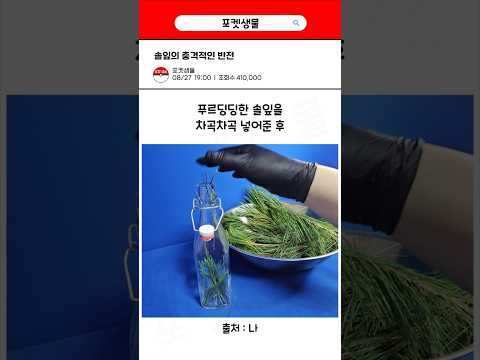 솔잎의 충격적인 반전