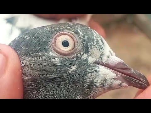 2 Pair  Breeder Pigeons Lahore Jawad Ali O3214987273