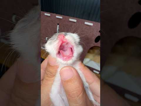 Cute kitten's voice makes you smile #catvideos #kitten #cat #kucinglucu