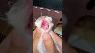 Cute kitten's voice makes you smile #catvideos #kitten #cat #kucinglucu