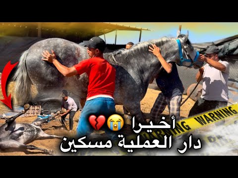 🚨عملية جراحية لإنـقاذ حصان لزرك لشرينا من الـگـزار باش ميتذبحش 😢💔.. واش يرجع كيف كان 😭