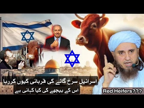 Red heifer in Israel | full story | Mufti Tariq Masood | @IslamicYouTube2
