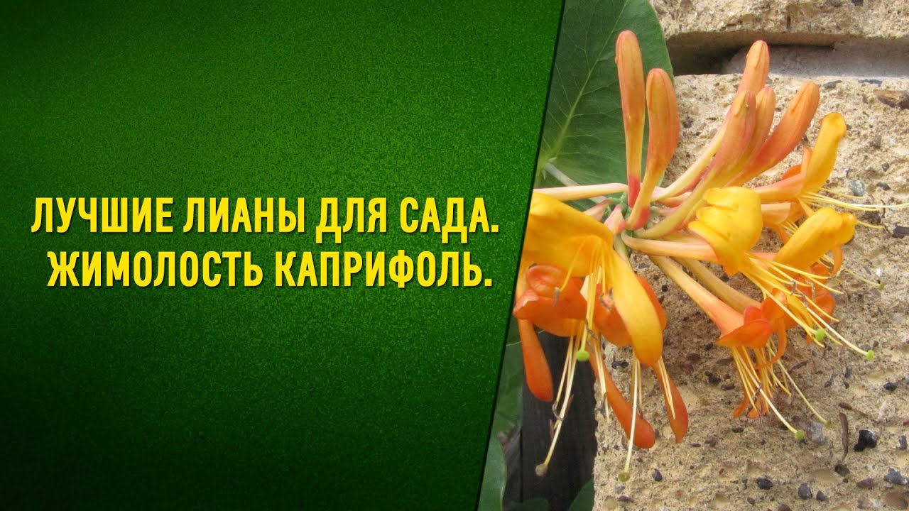 Лучшие лианы для сада Жимолость каприфоль