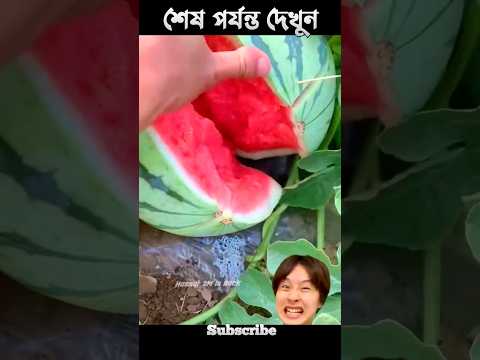 তরমুজ ভাঙ্গার অসাধারণ কৌশল 😱 #shorts