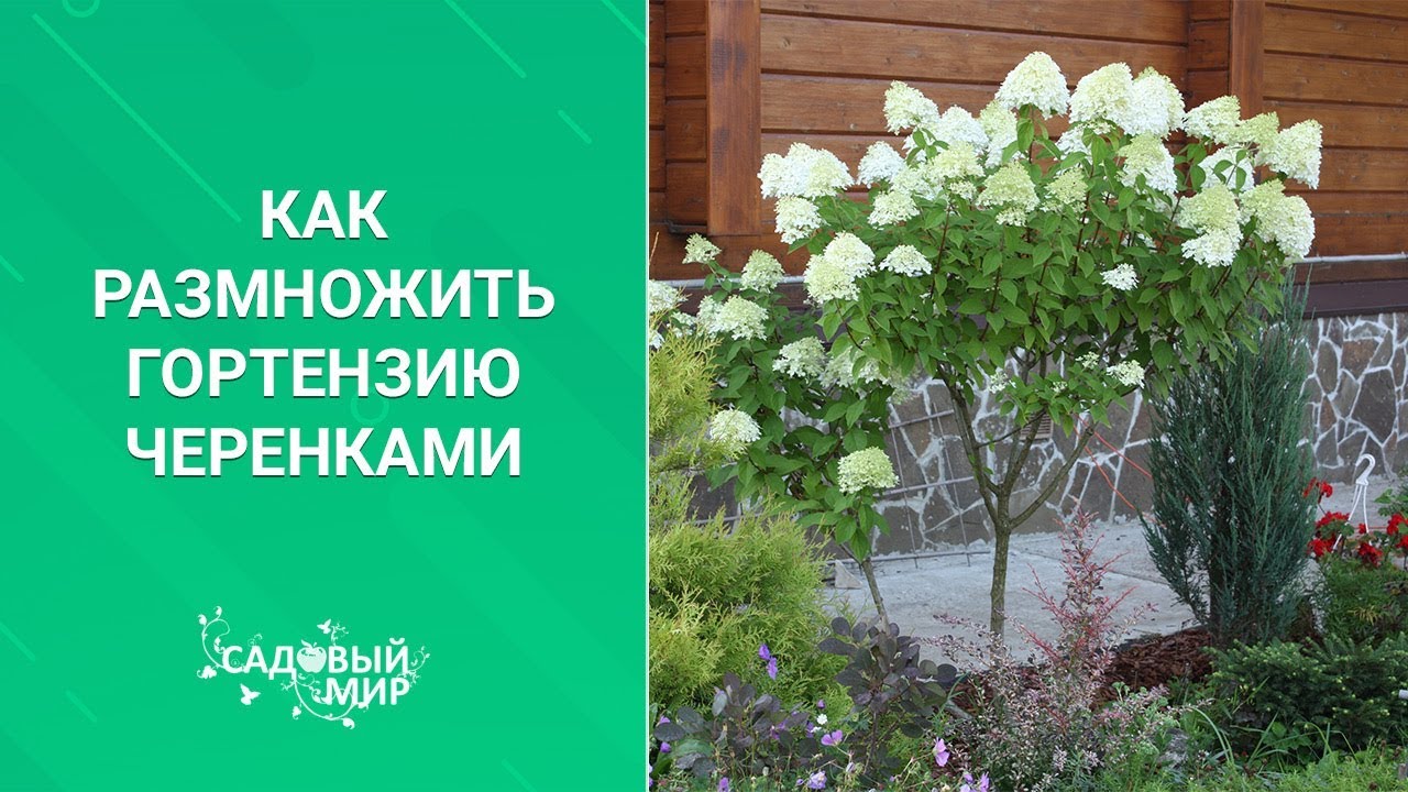 #2 Как размножить гортензию черенками