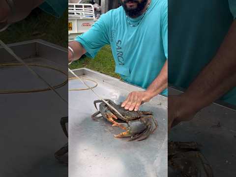 ഈ വലിയ ഞണ്ട് ആണാണോ പെണ്ണാണോ? 😂😱 വലുപ്പം എന്തായാലും ഭീകരം #crab #mudcrab #seafood #crablegs