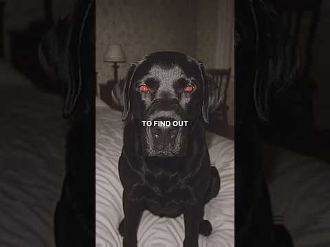 Never trust your dog ￼