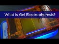 Understanding Gel Electrophoresis