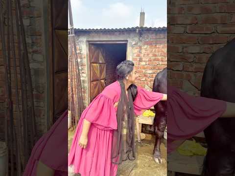 “গরুটা কি রেসলিং শিখেছে চুপিচুপি? 😳 #eiduladha2025 #cows #familyfun #funny #humba #shorts