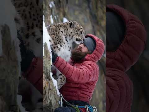 Blizzard Rescue: A Climber Saves a Mother Snow Leopard and Her Cub