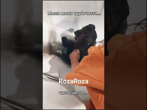 #shortsvideo#животные#собаки#Мыли, мыли трубочиста...