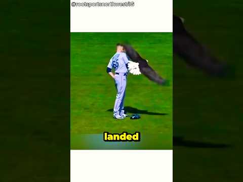 An American Eagle landed on a baseball player while they were singing the national anthem!