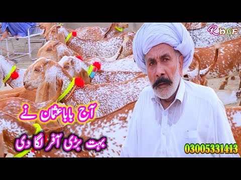 مکھی چینی گبن بکریاں خریدیں اپنی غربت کو ختم کریں بسم الله گوٹ فارم ڈیرہ غازی خان