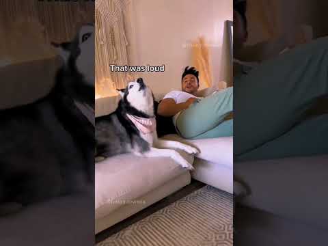 #animals #funnyvideos #funny #pet #dog #cat #laugh #cute #dogsoftiktok #catsoftiktok #fyp #foryou