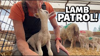 The NEW job I wish I had started years ago.  ~ Summer Lambing 2025