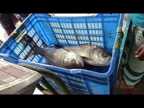 Amazing Katla Fish Video