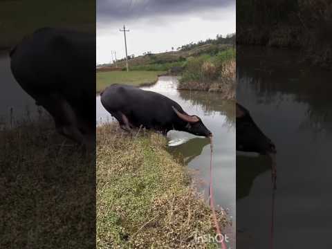 Surah Naas ki tilawat#YouTube#video viral# Islamic #short feed #shorts