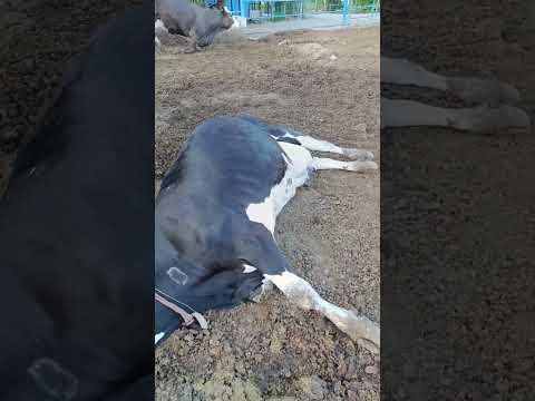 "كلنا حسبناها ماتت… لكن شوفوا وش صار فجأة!" #cow #turkey #farming #farm