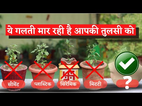 ये गलती मार रही है आपका तुलसी का पौधा THIS Is the RIGHT Way| इस तरीके से लगायी तुलसी कभी नहीं सूखेगी