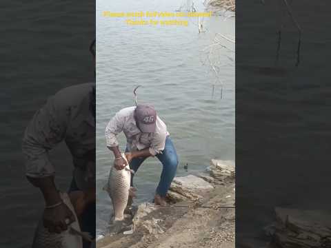 Hook fishing🎣. unique fisherman catching big rohu fish in the river. 🐠amazing fishing video🐠