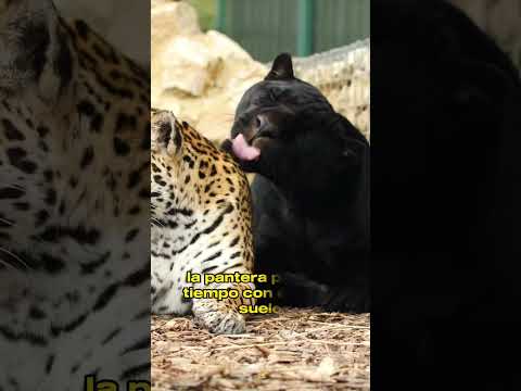 When a Black Panther and a Cheetah Fall in Love… This Happened#animals #Friendship #Us