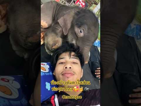 น้องข้าวต้มตาใสพ่อๆตาโหลเห็นได้ชัด🥰✌️🐘 #น้องข้าวต้ม #babyelephant #ลูกช้างป่า
