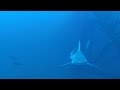 Gulf of Mexico Marine Ecosystems