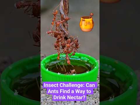 Insect Challenge: Can Ants Find a Way to Drink Nectar? ๐๐ฏ